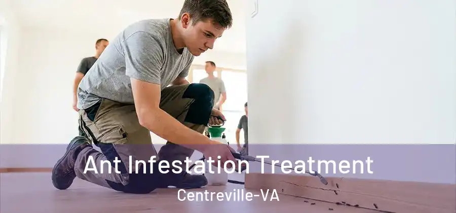  Ant Infestation Treatment Centreville-VA