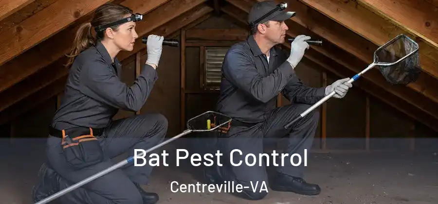 Bat Pest Control Centreville-VA
