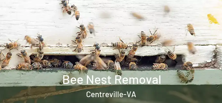 Bee Nest Removal Centreville-VA