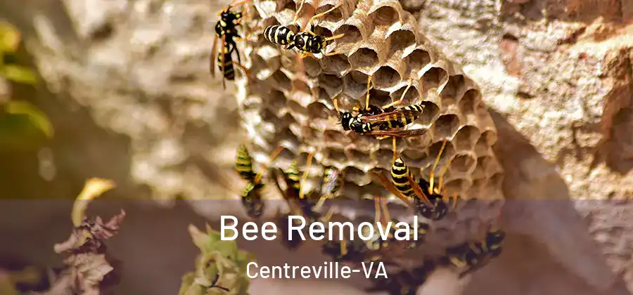  Bee Removal Centreville-VA