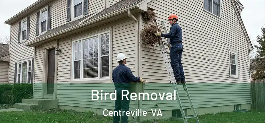 Bird Removal Centreville-VA