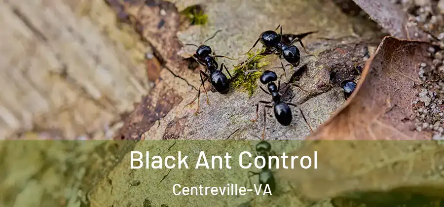 Black Ant Control Centreville-VA