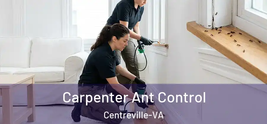  Carpenter Ant Control Centreville-VA