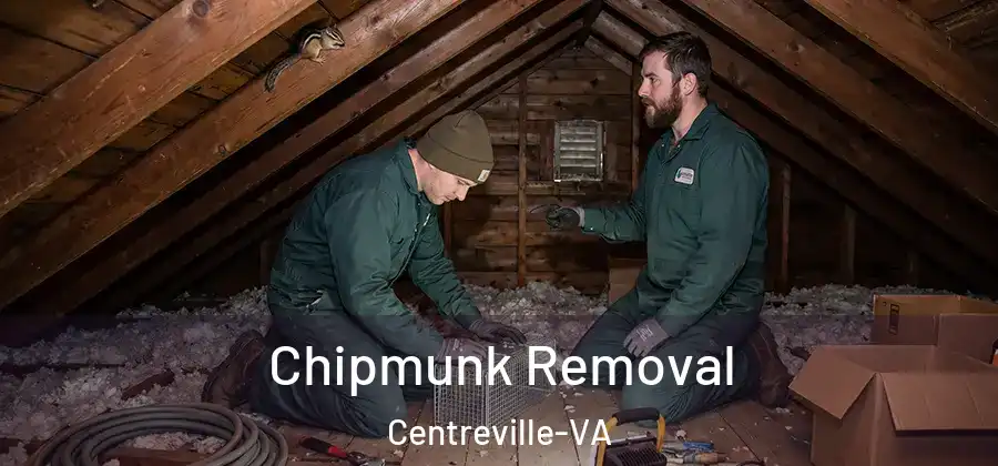 Chipmunk Removal Centreville-VA