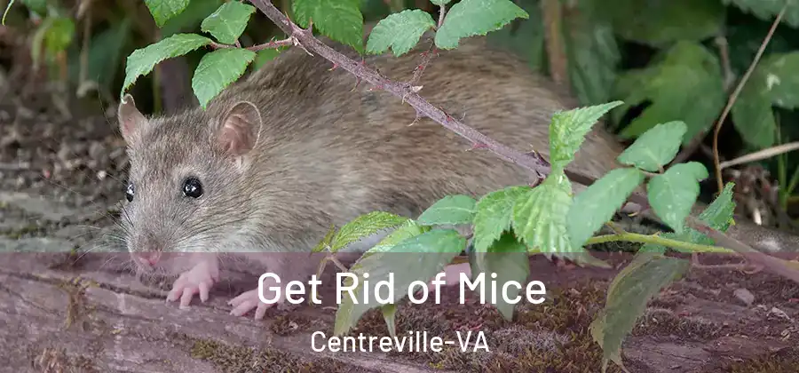  Get Rid of Mice Centreville-VA