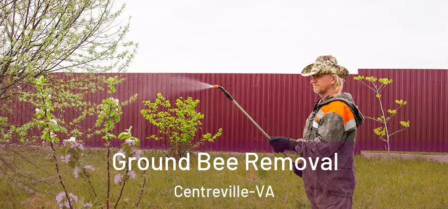 Ground Bee Removal Centreville-VA