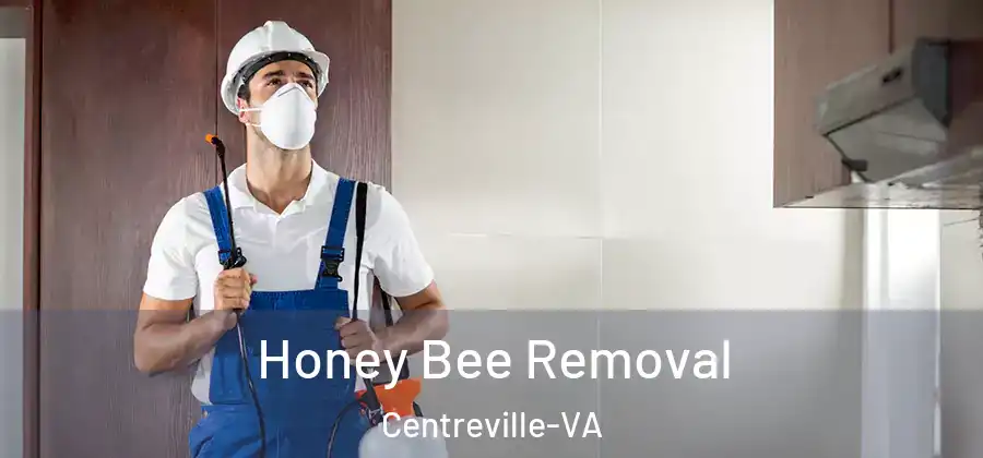 Honey Bee Removal Centreville-VA