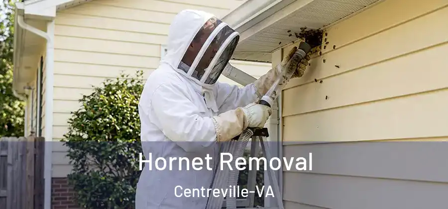  Hornet Removal Centreville-VA
