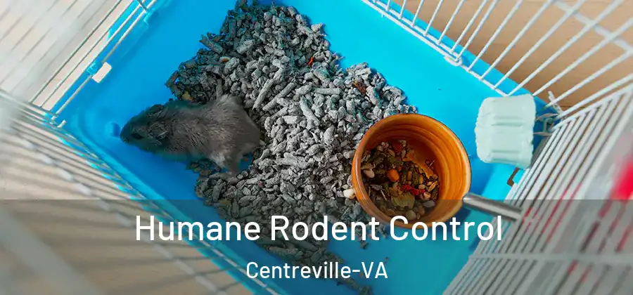 Humane Rodent Control Centreville-VA