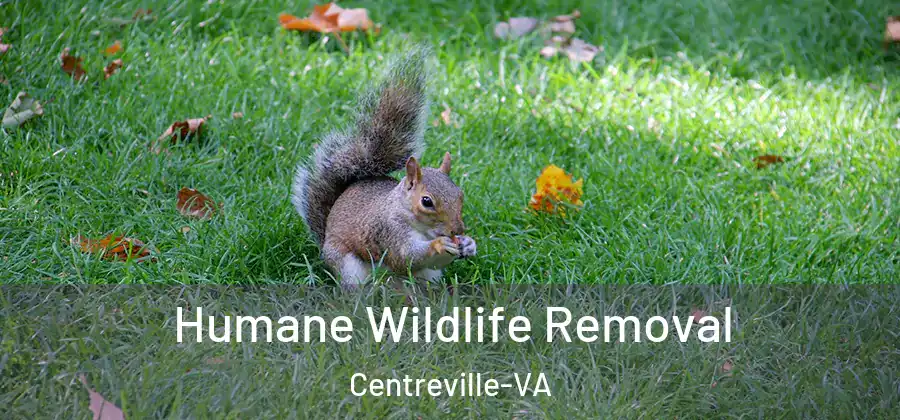 Humane Wildlife Removal Centreville-VA