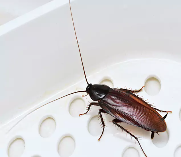 Trusted Cockroach Exterminator: Your Roach Control Services in Centreville, VA
