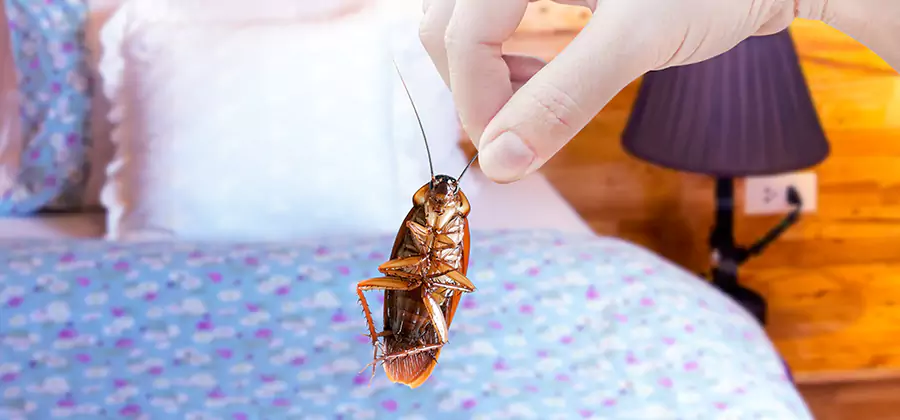 Fast Roach Elimination in Centreville