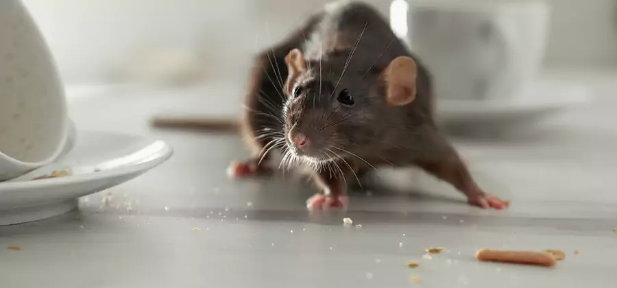 Rodent Feces Removal in Centreville