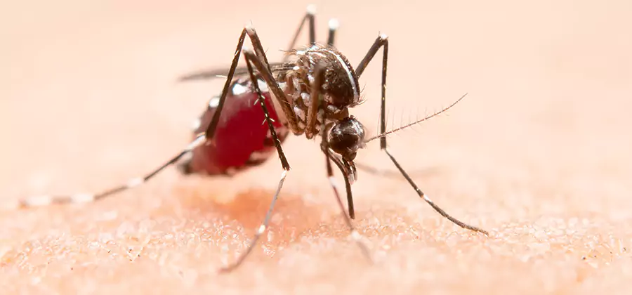 Pond Mosquito Control and Water Treatment in Centreville