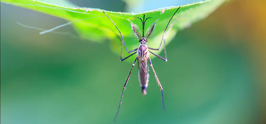 Home Defense Insect Killer in Centreville
