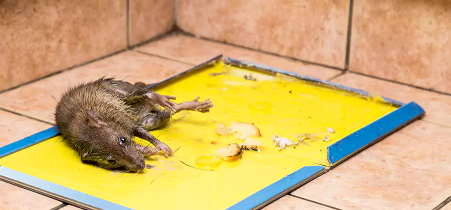 Rat Trapping Service In Centreville