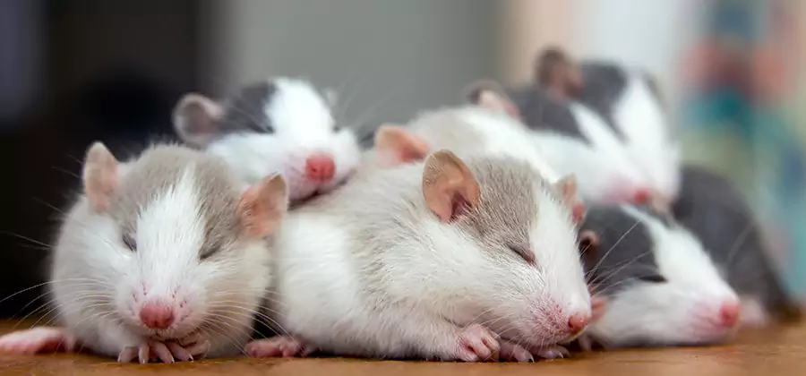 Rat Infestation Exclusion Service in Centreville