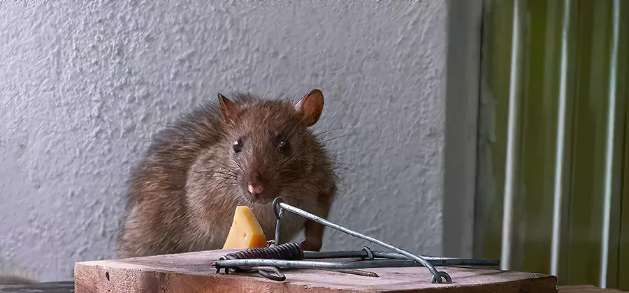 Rodent Nesting Prevention in Centreville