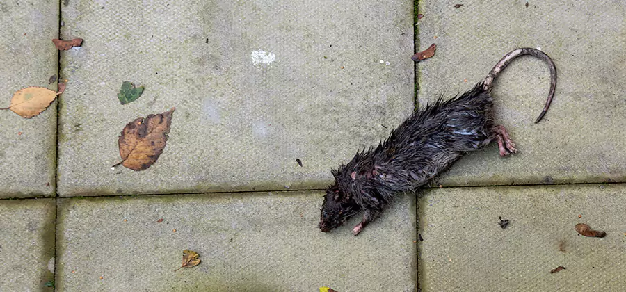 Rodent inspection service in Centreville