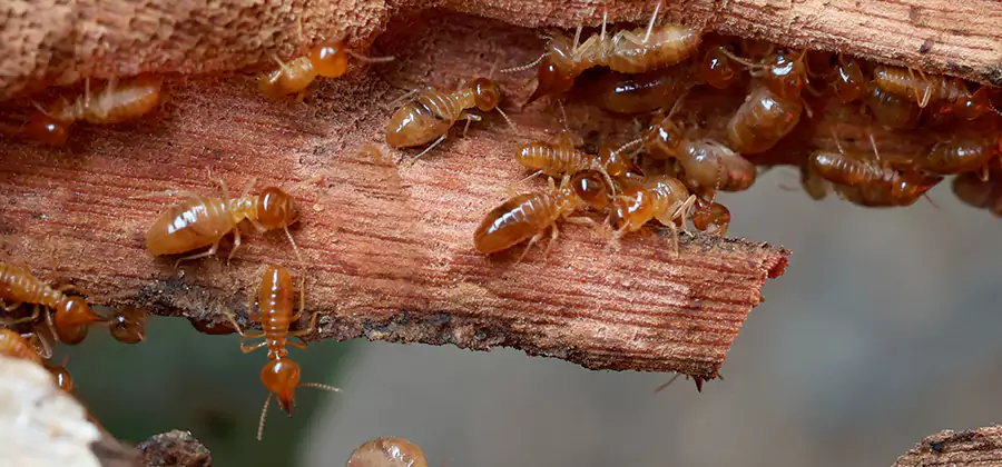 Perimeter Soil Termite Treatment in Centreville