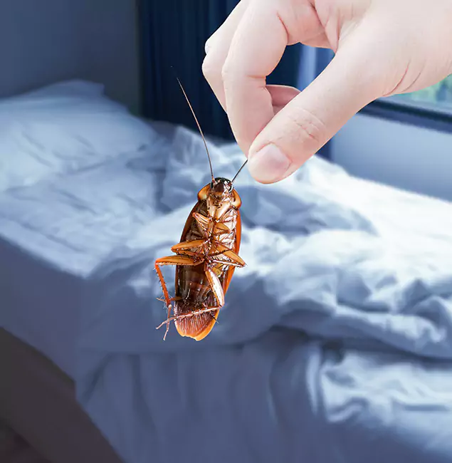 Why Choose Centreville Pest Control Pro for Bed Bug Extermination in Centreville, VA?