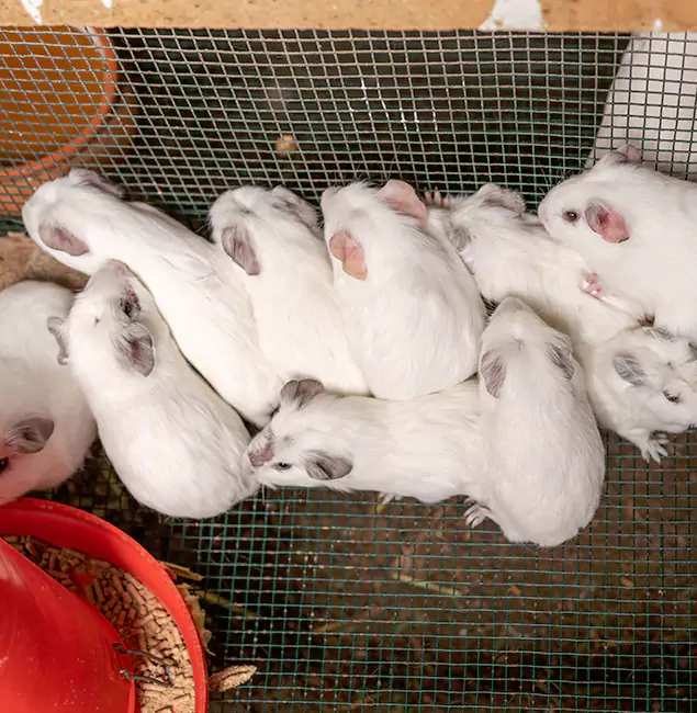 Why Choose Centreville Pest Control Pro for Rat Infestation in Centreville, VA?