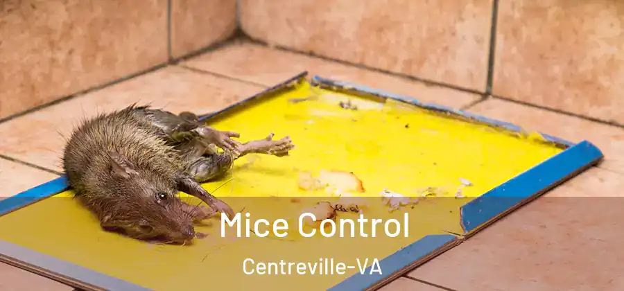  Mice Control Centreville-VA