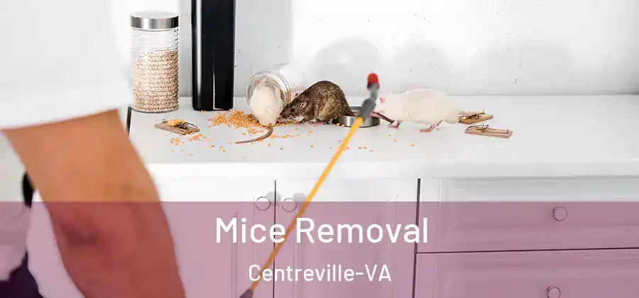 Mice Removal Centreville-VA