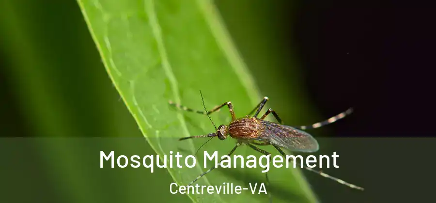  Mosquito Management Centreville-VA