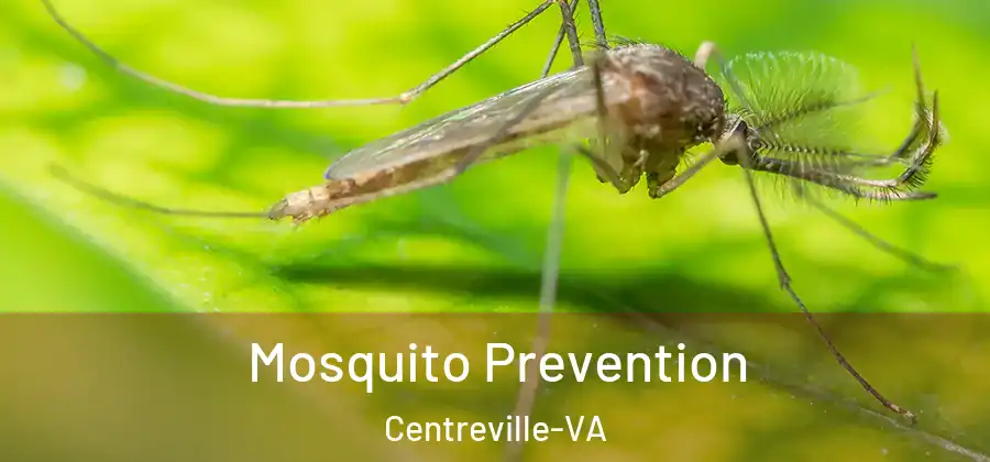 Mosquito Prevention Centreville-VA