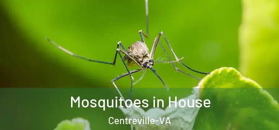  Mosquitoes in House Centreville-VA
