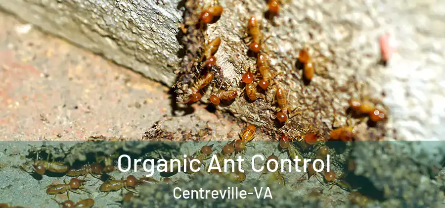  Organic Ant Control Centreville-VA