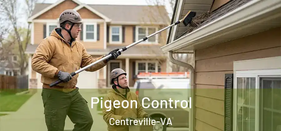 Pigeon Control Centreville-VA