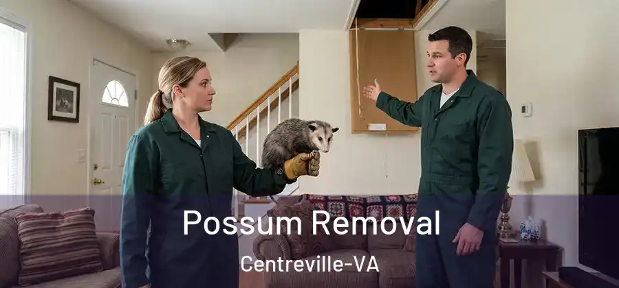 Possum Removal Centreville-VA