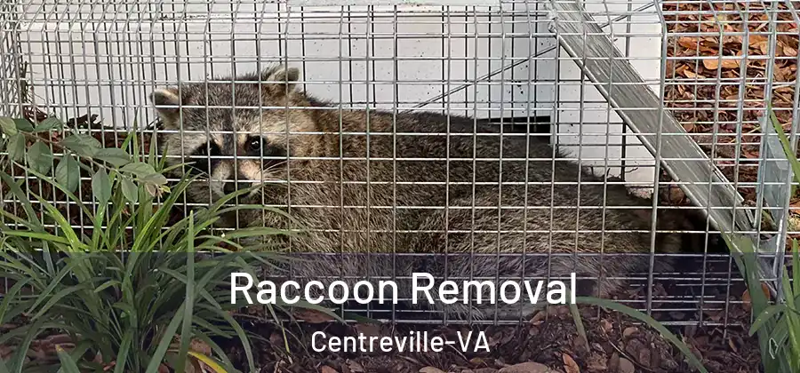 Raccoon Removal Centreville-VA
