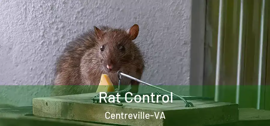  Rat Control Centreville-VA