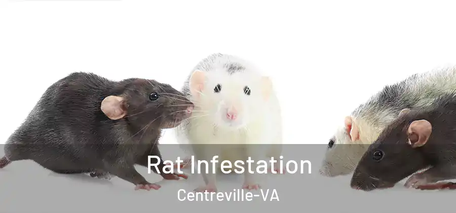 Rat Infestation Centreville-VA