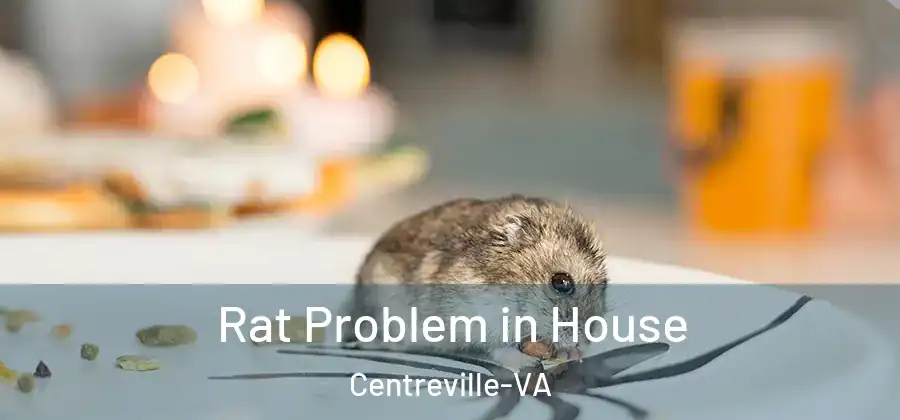  Rat Problem in House Centreville-VA