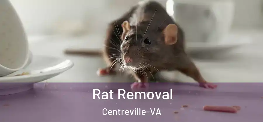  Rat Removal Centreville-VA