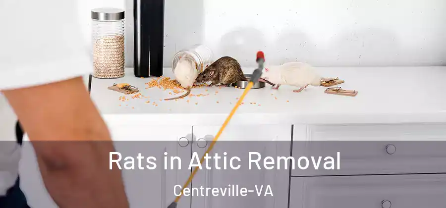 Rats in Attic Removal Centreville-VA