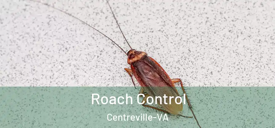  Roach Control Centreville-VA