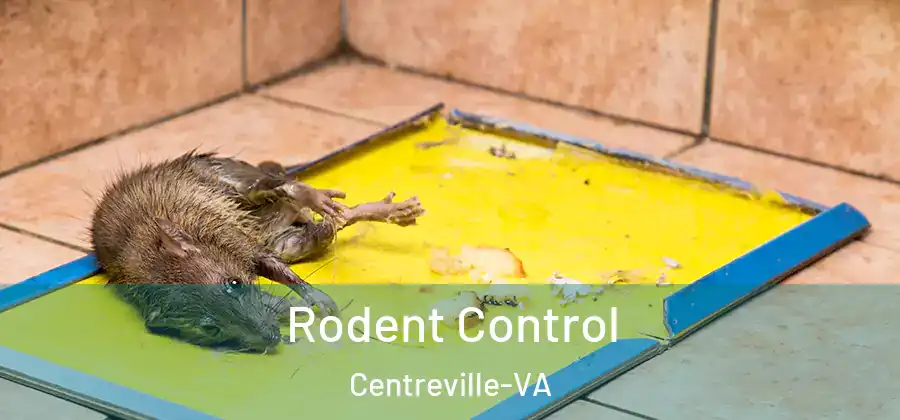  Rodent Control Centreville-VA