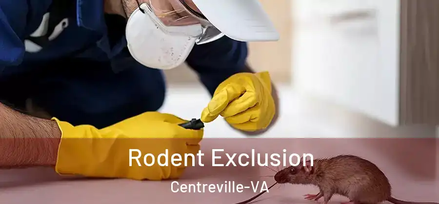 Rodent Exclusion Centreville-VA