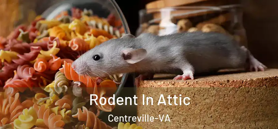 Rodent In Attic Centreville-VA