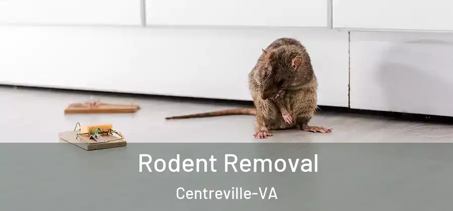  Rodent Removal Centreville-VA