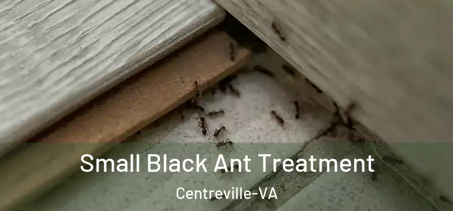  Small Black Ant Treatment Centreville-VA