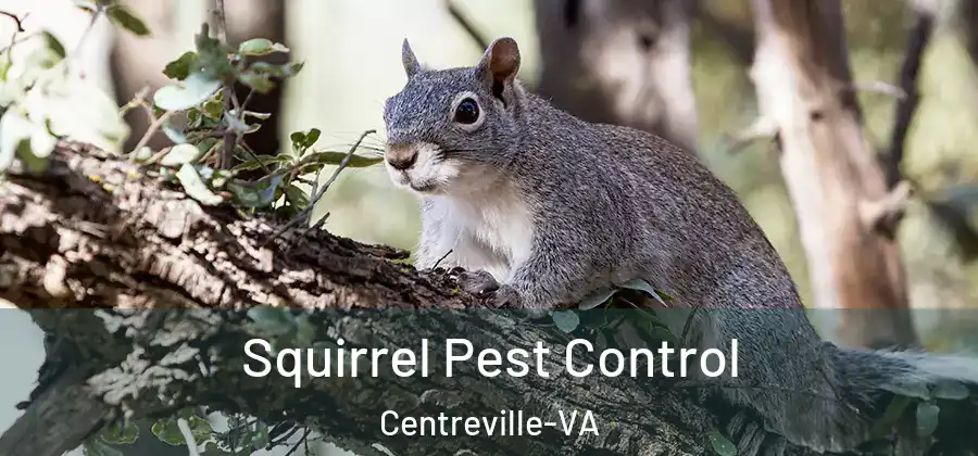  Squirrel Pest Control Centreville-VA