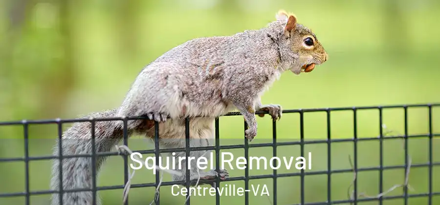 Squirrel Removal Centreville-VA
