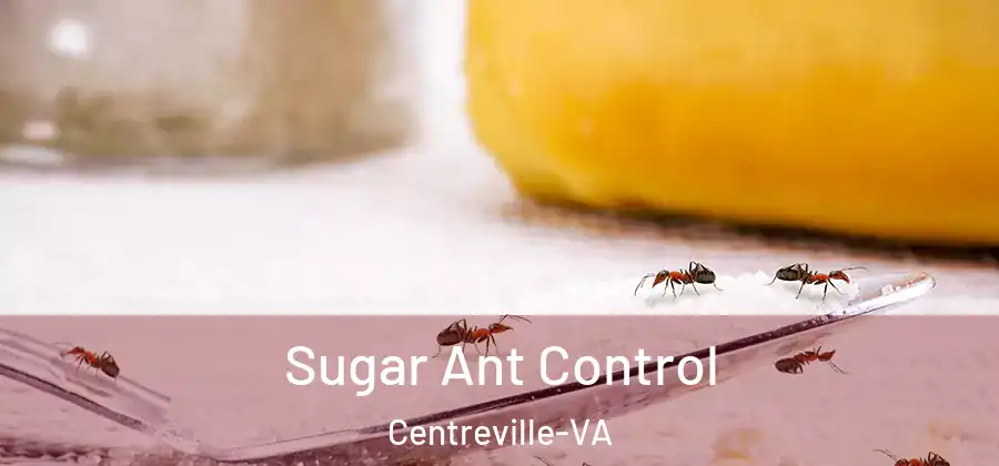 Sugar Ant Control Centreville-VA