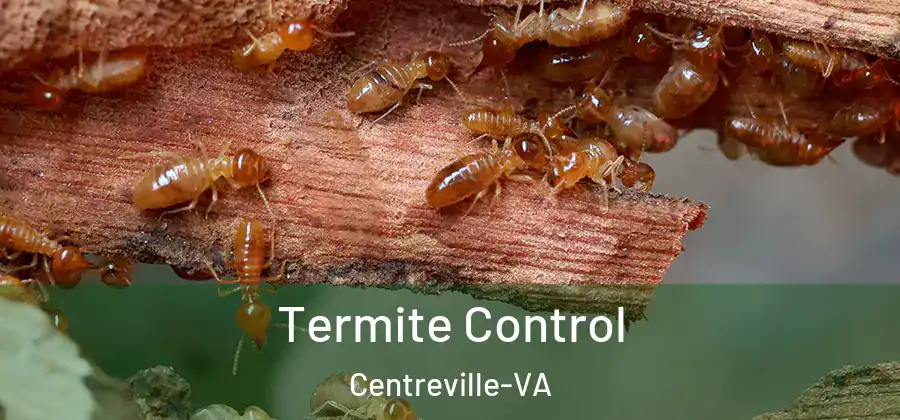  Termite Control Centreville-VA
